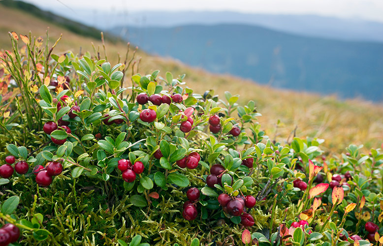 Wellness Club — Cranberries
