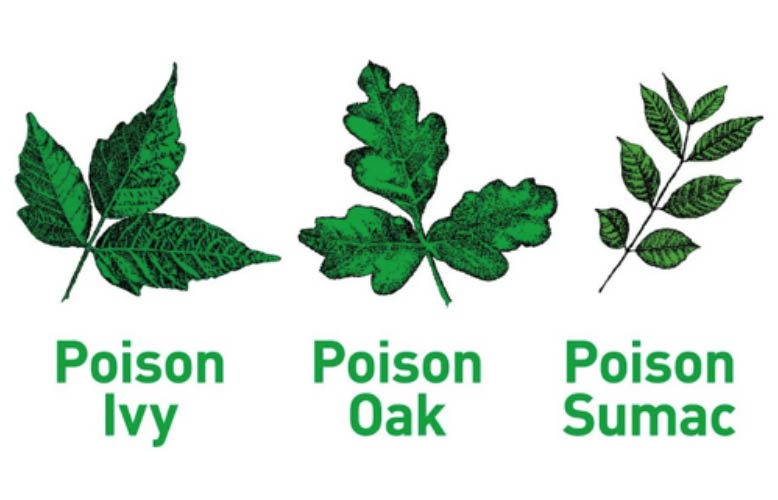 Kids Poison Ivy Prevention