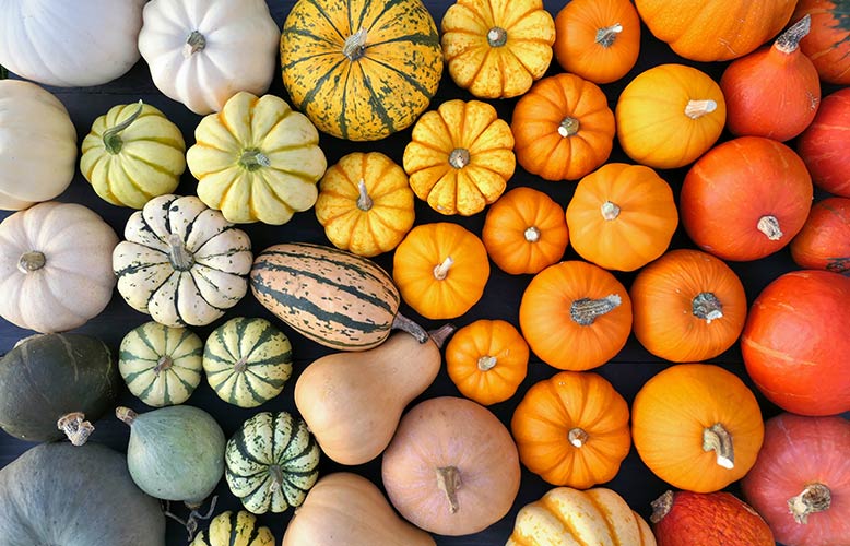 Wellness Club — Fall in Love with Winter Squash