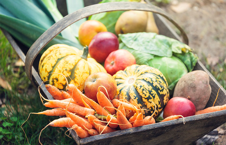 Wellness Club — Fall in Love with Fall Produce
