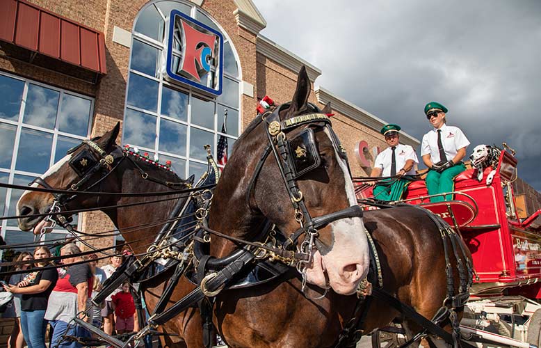 World Renowned Budweiser Clydesdales To Appear At Oak Ridge Food City