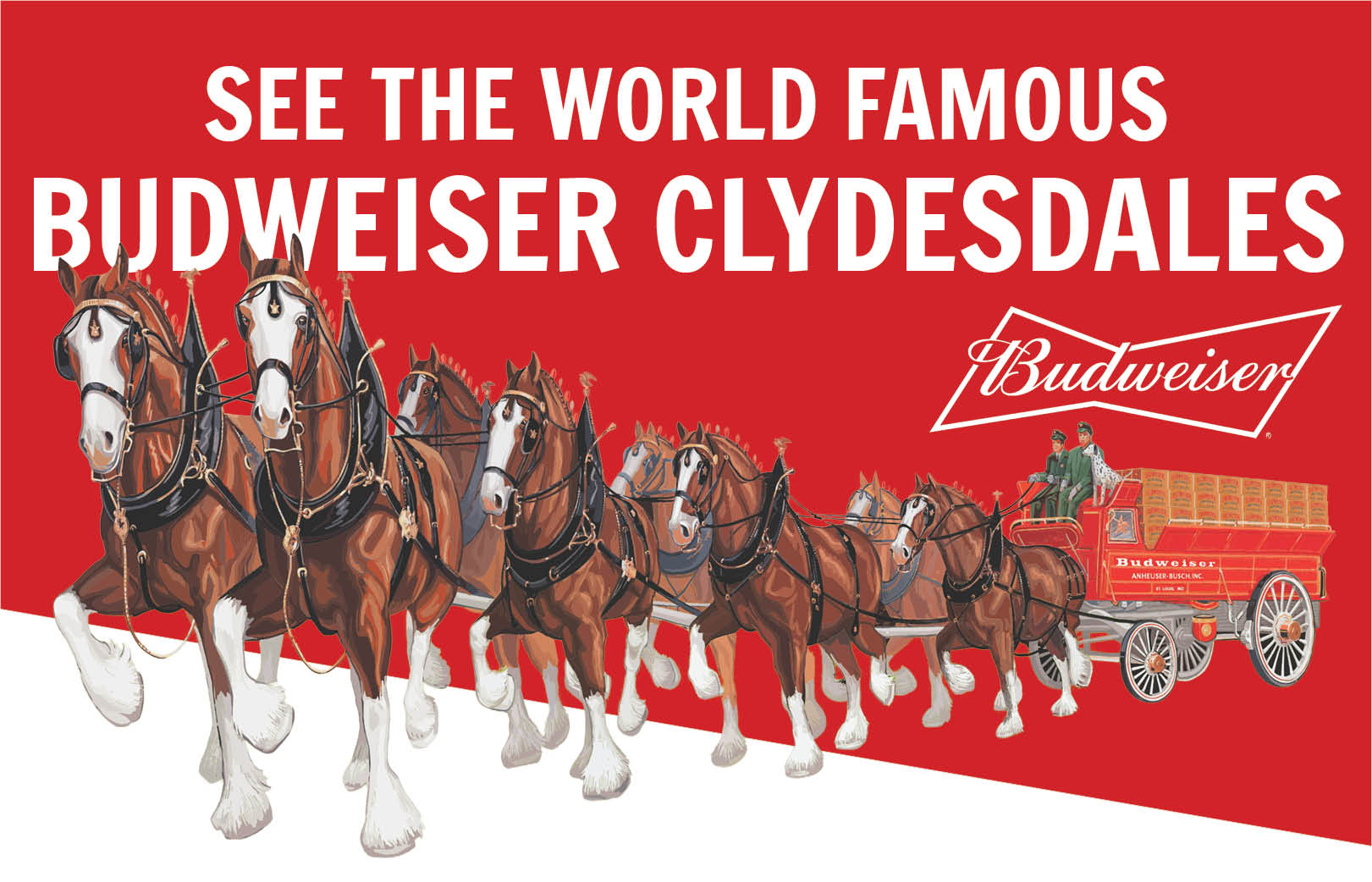Budweiser Clydesdales Appearance