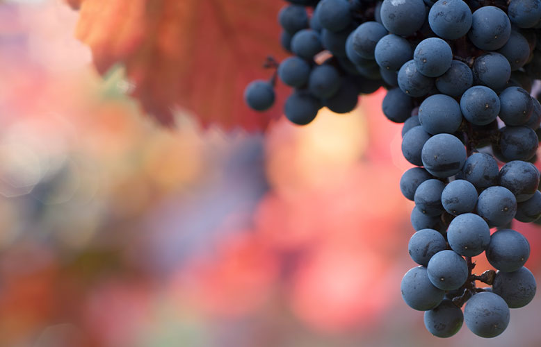 Wellness Club — Why California Grapes Are the MVP of Family-Friendly Nutrition