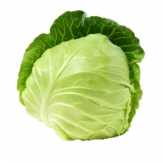   Cabbage, Green, Fresh
