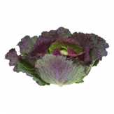 Fresh Salad Savoy Lettuce