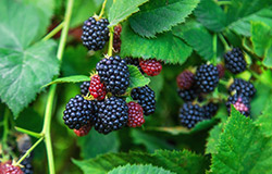 Fresh blackberries straigh from River's Edge farm to your local Food City grocery store.