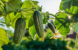 Peak of the season cucumber from River's Edge farm delivered right to your local Food City grocery store.