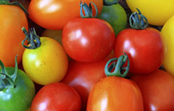 Light's Farm tomatoes