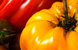 tomatoes 2