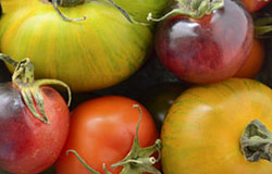 tomatoes