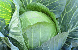 Snake Creek Farm cabbage