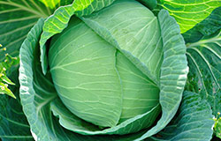The Blue Ridge Mountains are pefect for growing cabbage and Snake Creek Farm cabbage is ome of the best. Find it at your local Food City grocery store today.