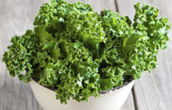 Snake Creek Farm Greens