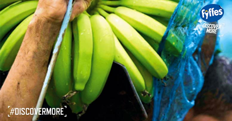 Discover more with Fyffes bananas at a Food City grocery store near you.