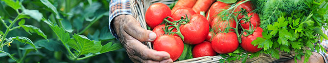 Hand-picked and delivered fresh to your Food City produce department.