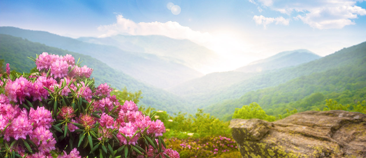 MISTY MOUNTAIN® naturally  Pure Spring Water, found at your local Food City grocery store, is sourced from underground springs deep in the  ancient granite of the Blue Ridge Mountains.