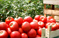 Winning produce fresh from the field to your local Food City grocery store.