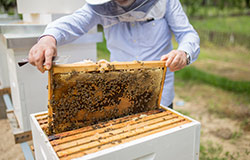 Strange Farms is the largest natural apiary in the state of Tennessee using natural bee management techniques and long-time partner with Food City.