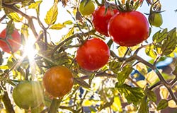 The best quality Grainger county tomatoes can be found at your local Food City store.