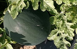 Watermelon in field