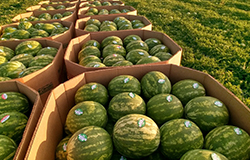 Boxes of watermelons in a field.