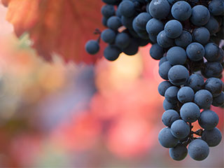 Food City’s Wellness Team discuss how California grapes can power up your family’s meals with heart, brain, and gut health benefits this Family Meals Month.